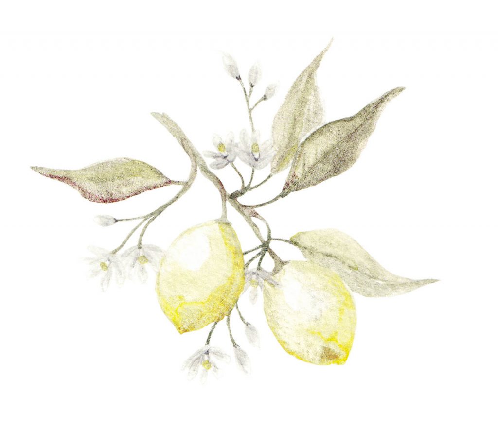 aquarelle citrons