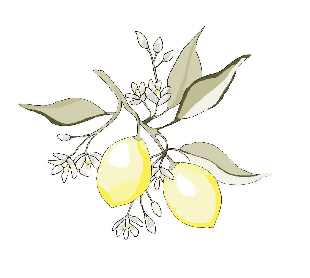 branche citronnier dessin